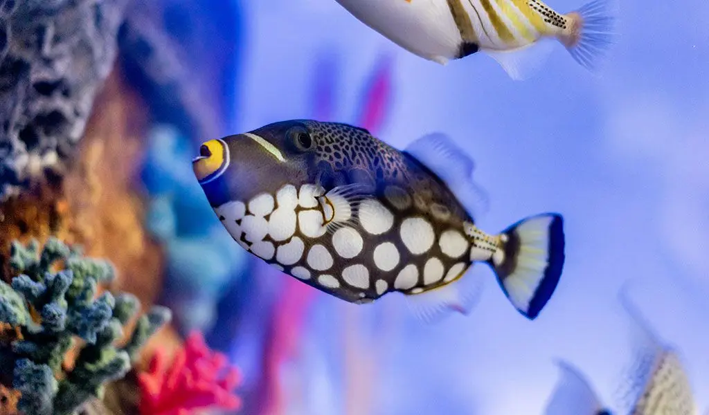 Trigger fish tank mates