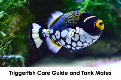 Triggerfish Care Guide and Tank Mates