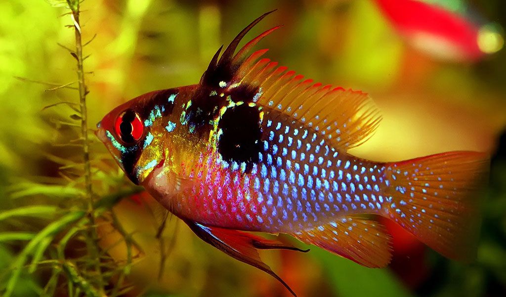 ram cichlid ramirezi cichlid