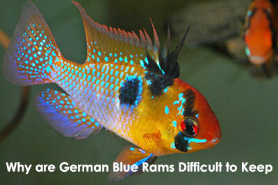 Why are German Blue Rams Difficult to Keep