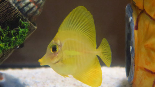 Yellow Tang