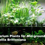 Aquarium Plants for Mid-ground – Ruellia Brittoniana