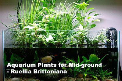 Aquarium Plants for Mid-ground – Ruellia Brittoniana