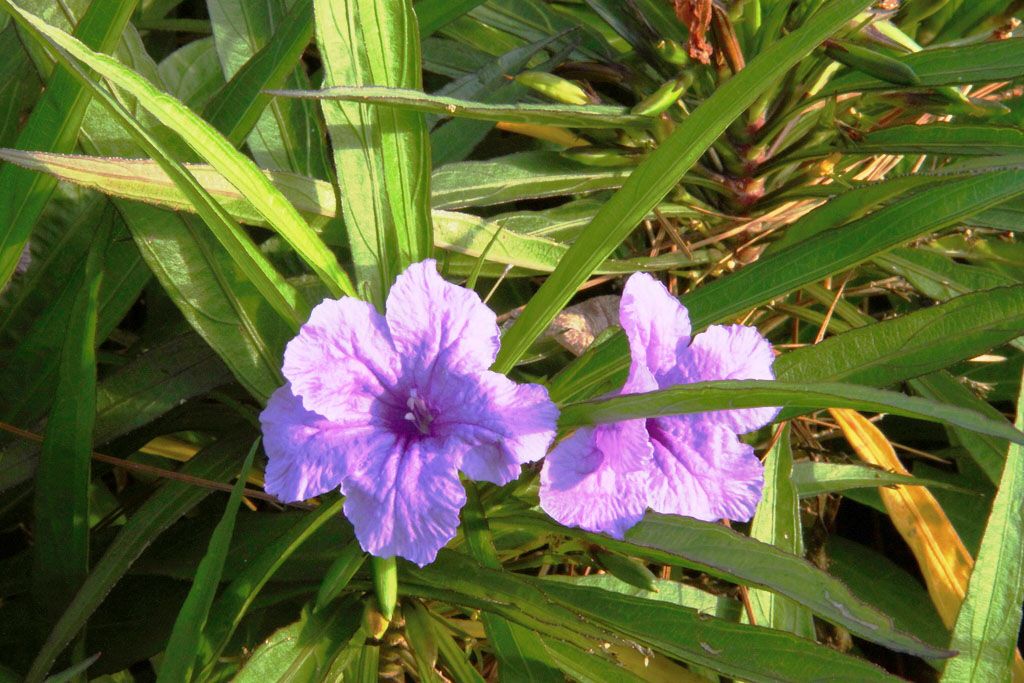 Aquarium Plants Ruellia Brittoniana