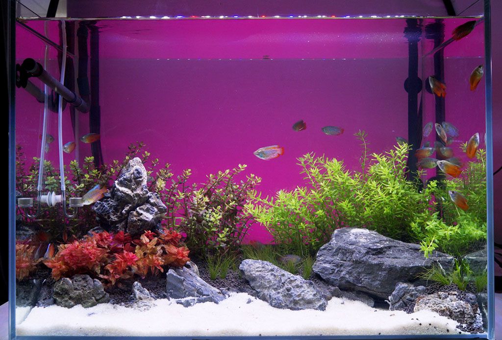 Aquarium Plants for Mid ground Ruellia Brittoniana hygger