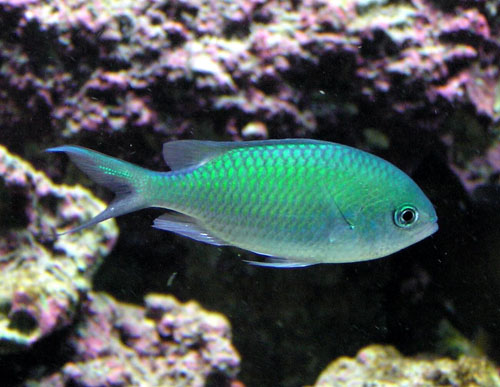 Blue-Green Chromis