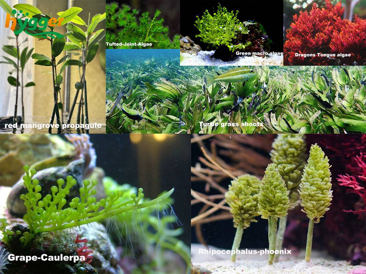 live plants in saltwater tanks