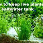 How to Keep Live Plants in A Saltwater Tank