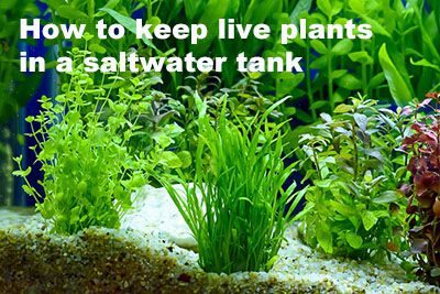How to Keep Live Plants in A Saltwater Tank
