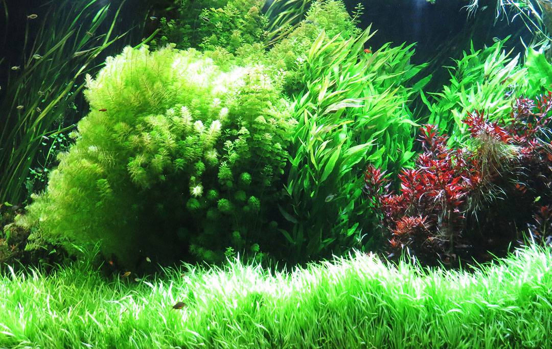 saltwater plants care guide