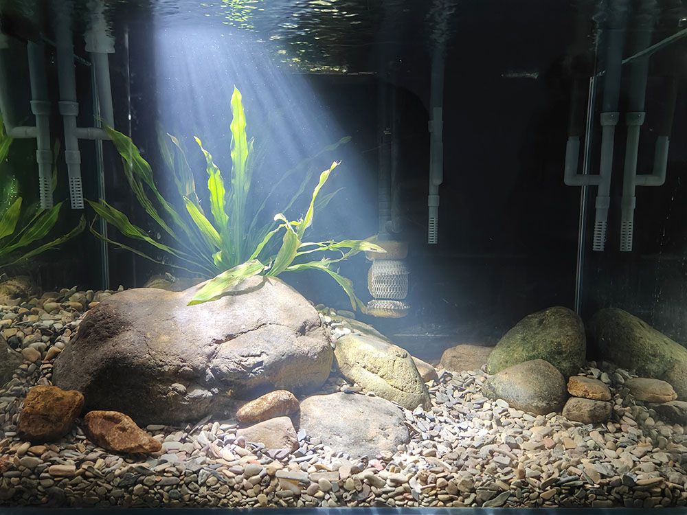 Set up a fish tank
