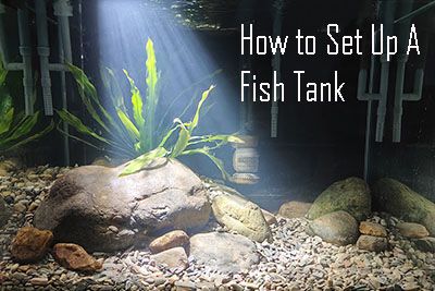 How to set up fish tanks