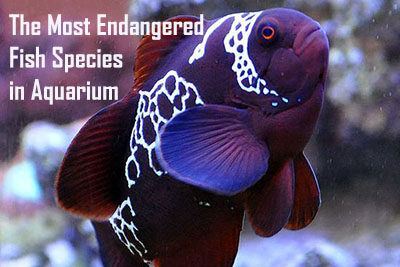 The Most Endangered Fish Species in Aquarium