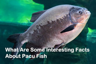 What Are Some Interesting Facts About Pacu Fish
