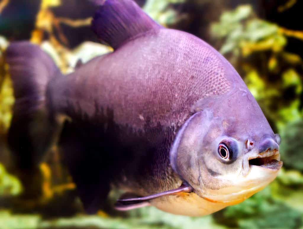 fish with human teeth