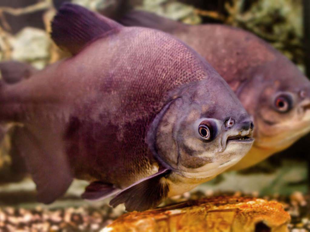 aquarium pacu fish