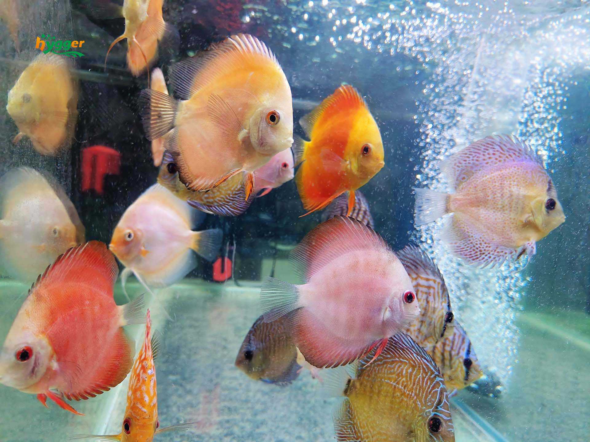 aquarium stock level