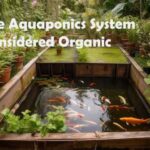 Are Aquaponics Systems Considered Organic