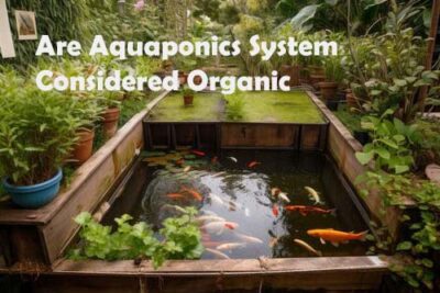 Are Aquaponics Systems Considered Organic