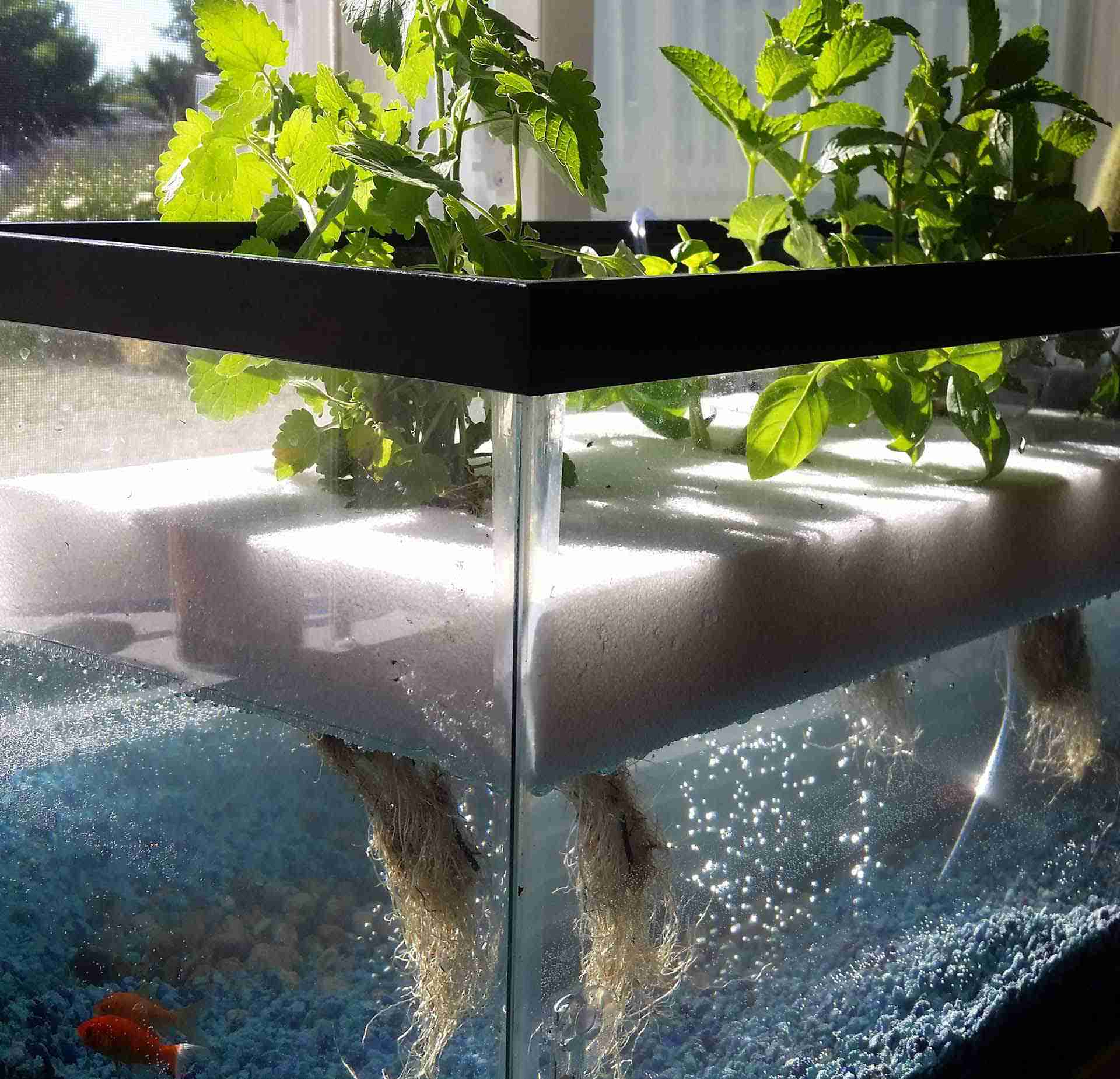 aquaponics system