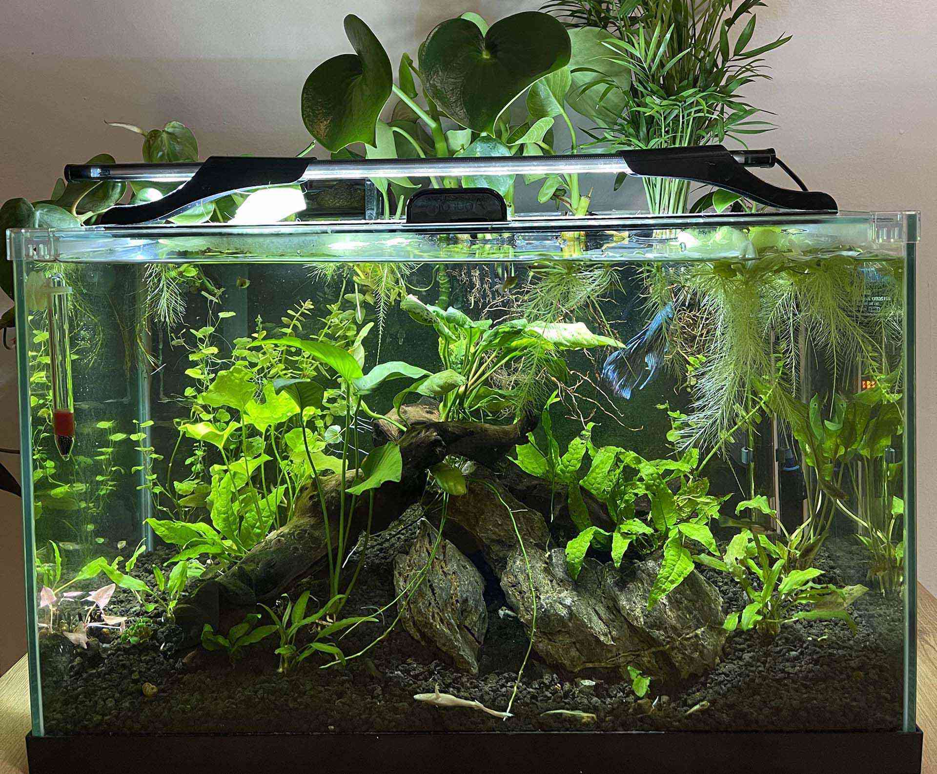 how to build an aquaponics system