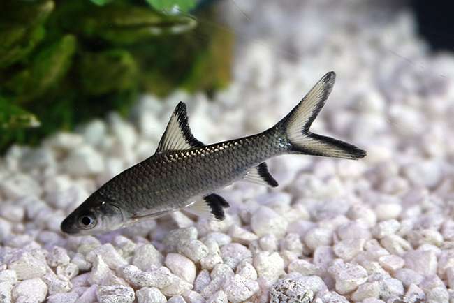 Bala Shark fish