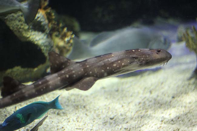 Bamboo Shark