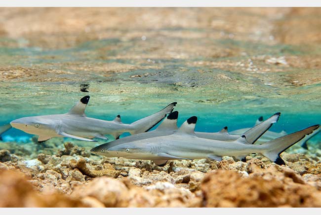 Blacktip Reef Shark