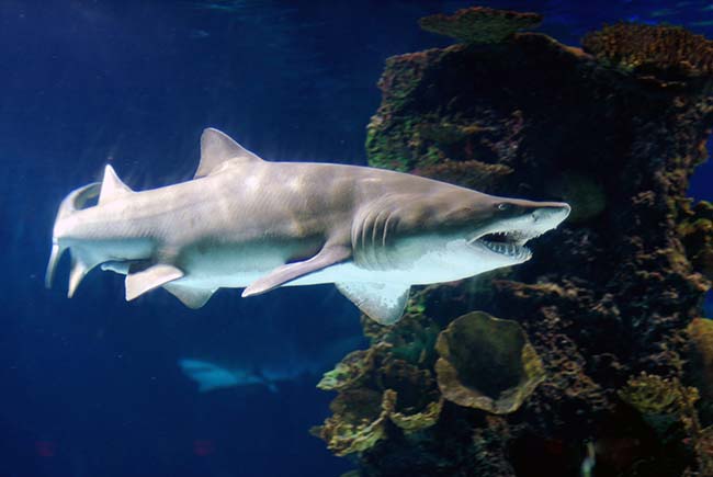 Nurse sharks fish