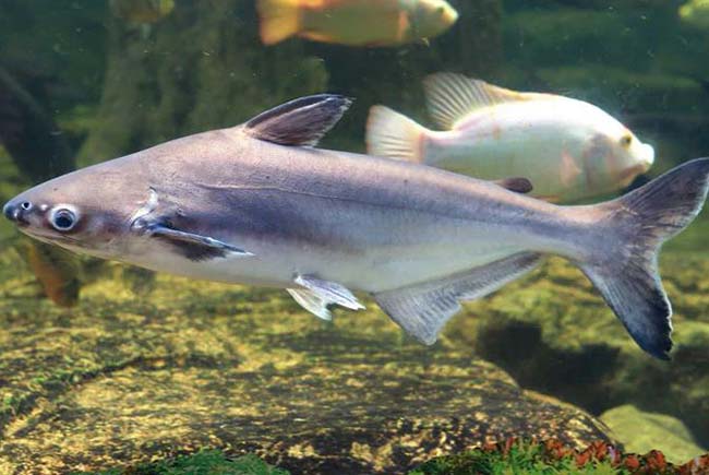 Siamese Shark fish