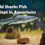 Could Sharks Fish Be Kept in Aquariums