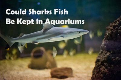 Could Sharks Fish Be Kept in Aquariums