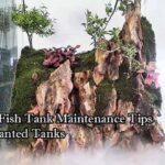 Easy Fish Tank Maintenance Tips for Planted Tanks