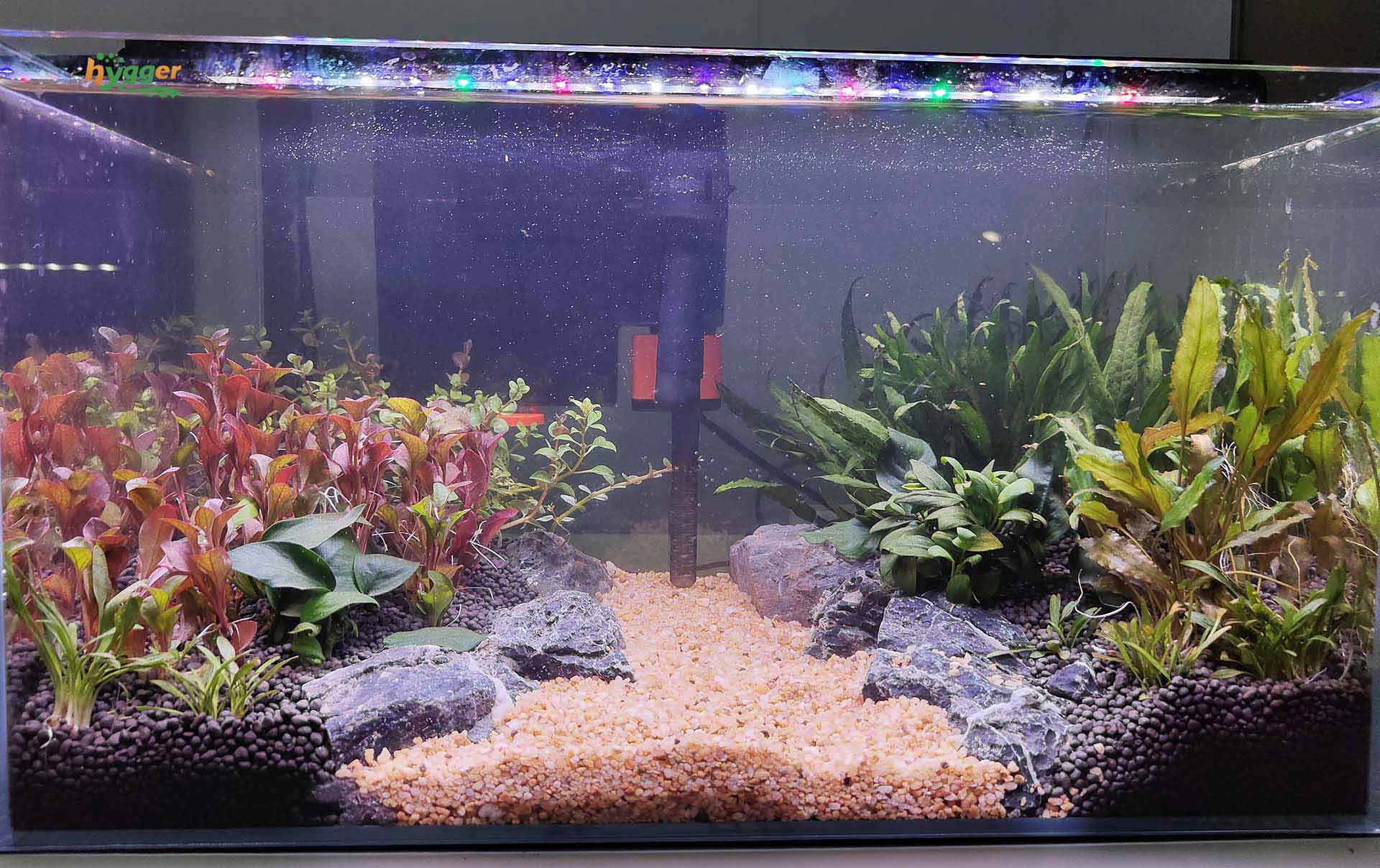 fish tank maintenance tips