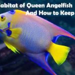 Habitat of Queen Angelfish And How to Keep Them