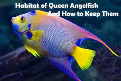Habitat of Queen Angelfish And How to Keep Them