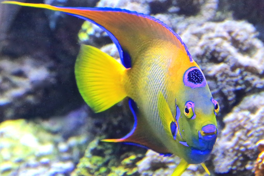 angelfish lifespan