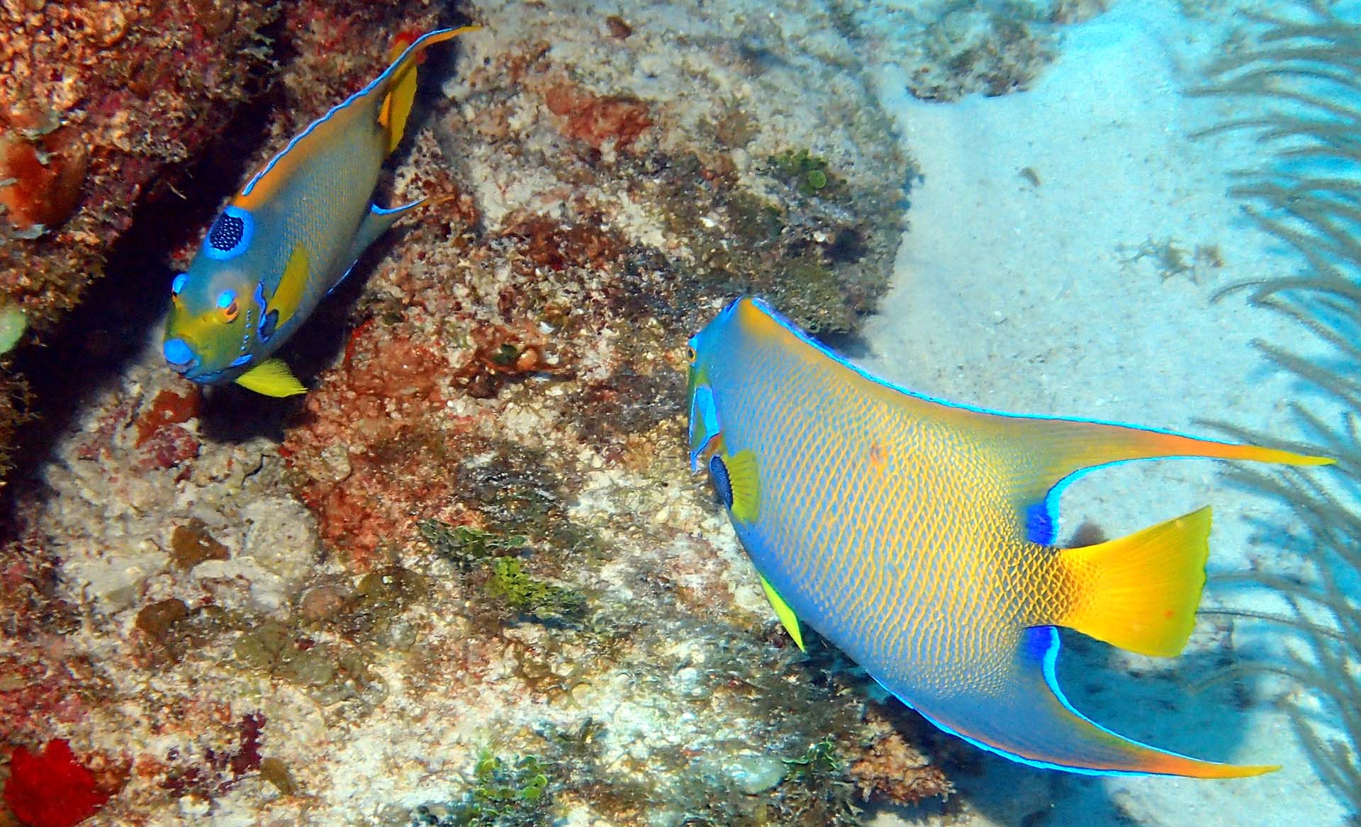 what do queen angelfish eat