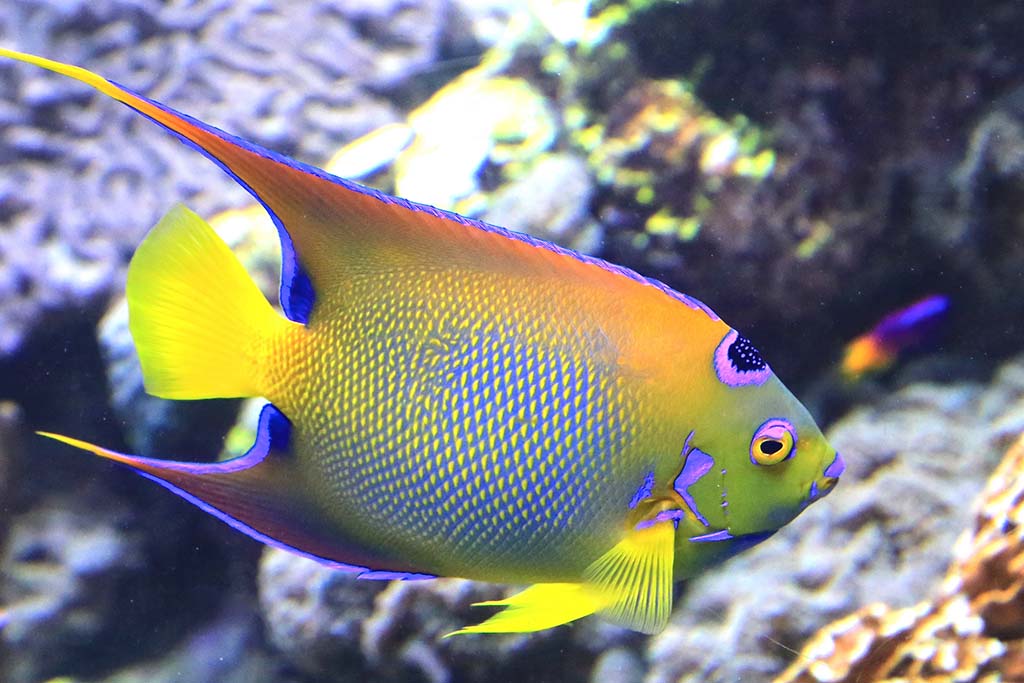 queen angelfish