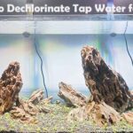 How to Dechlorinate Tap Water for Fish