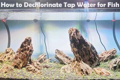 How to Dechlorinate Tap Water for Fish