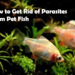 How to Get Rid of Parasites From Pet Fish