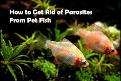 How to Get Rid of Parasites From Pet Fish