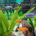 How to Set Up a Cichlid Tank: Tips and Ideas