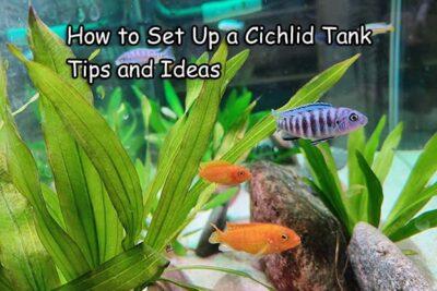How to Set Up a Cichlid Tank: Tips and Ideas