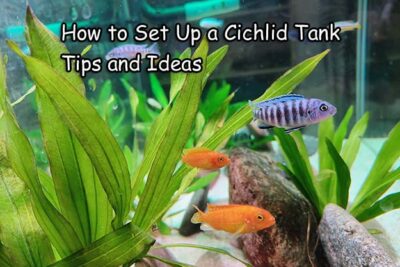 cichlid tank setup ideas - hygger