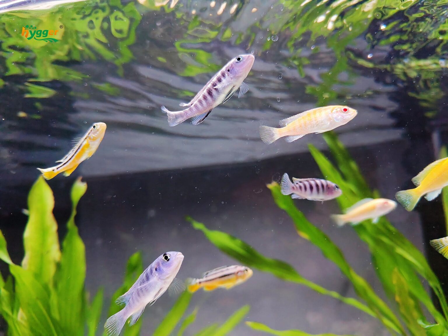 Image showcasing How to Set Up a Cichlid Tank: Tips and Ideas - hygger