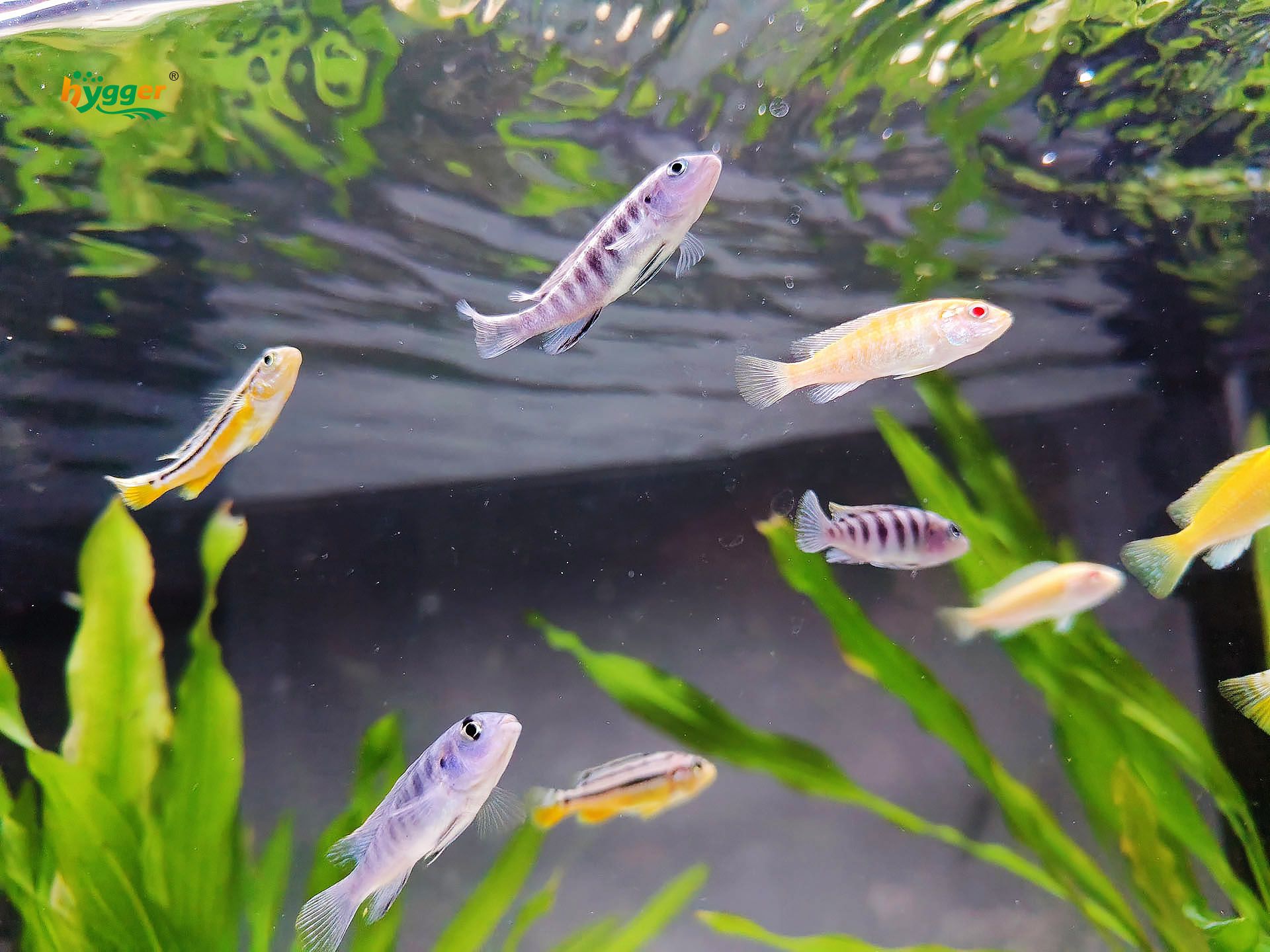 cichlid tank