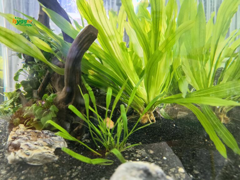 Image showcasing How to Set Up a Cichlid Tank: Tips and Ideas - hygger
