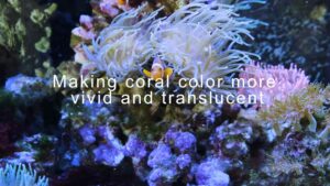 Marine Clip On Light for Corals Video